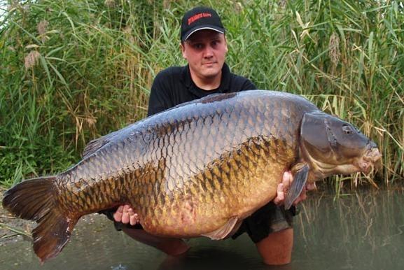 Carp Mary Died - normalnermincarewrcommoncarpgermany.JPG